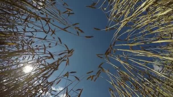 Trigo maduro contra el cielo azul, 4K — Vídeos de Stock