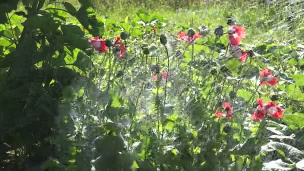 Bewässerung dänischer Mohnblumen, 4k — Stockvideo