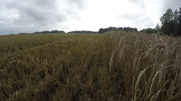 Campo de trigo parcialmente cosechado, lapso de tiempo 4K — Vídeo de stock