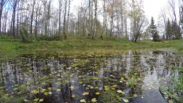 Bladeren op de vijver, time-lapse 4k — Stockvideo