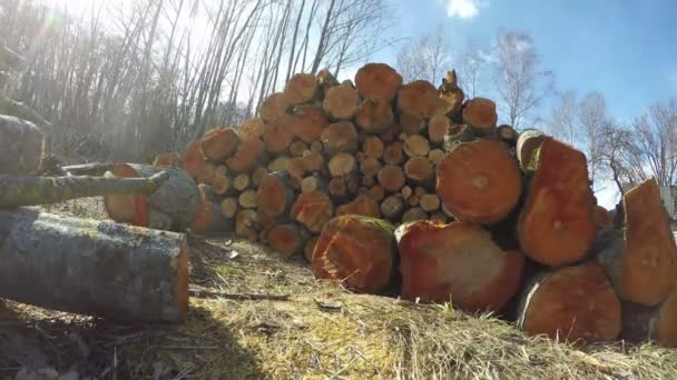 Stapel gevelde elzen bomen, time-lapse 4k — Stockvideo