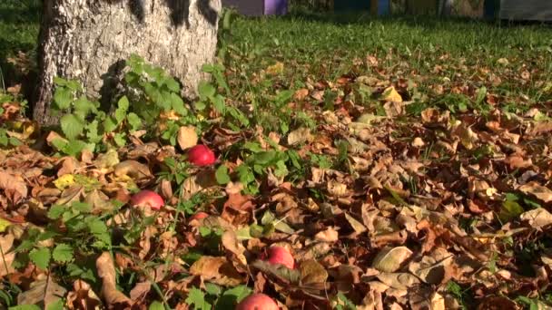 Manzanas que caen del manzano — Vídeos de Stock