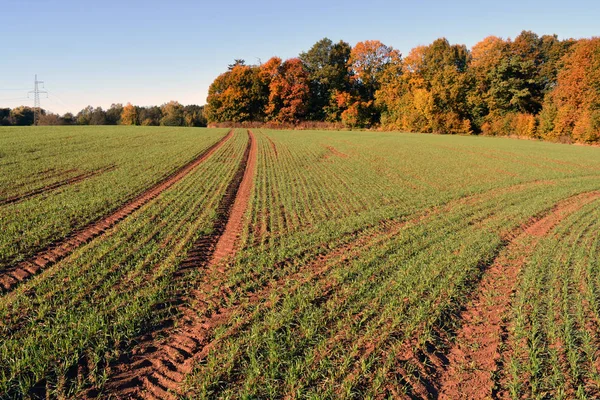 Jeune champ de blé d'automne avec chenilles tracteurs — Photo