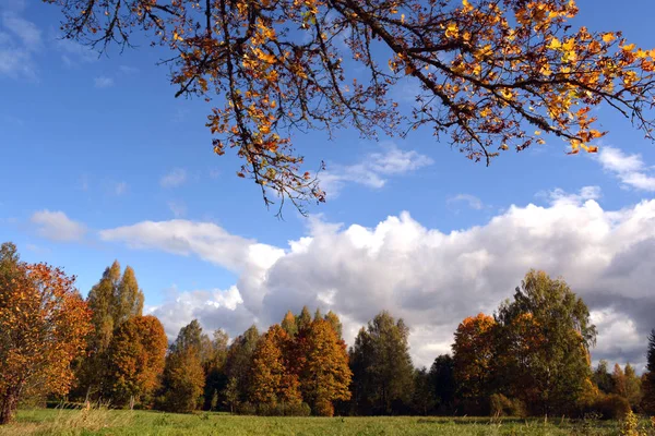Nuvens sobre árvores de bordo amarelas no dia ensolarado de outono — Fotografia de Stock
