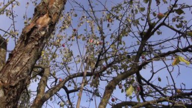 Bahçıvan malzeme çekme elma