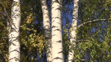 Huş ağaçları rüzgarlı gün