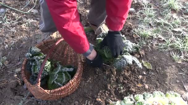 Jardinero cosechando coles de saboya congeladas — Vídeos de Stock