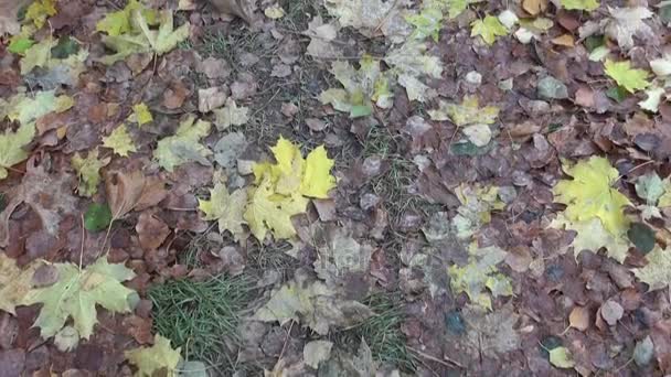 Route de campagne couverte de feuilles d'automne — Video