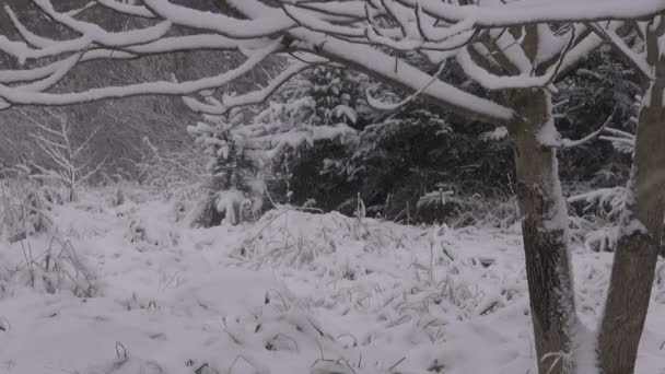 Sneeuwstorm door het bos — Stockvideo