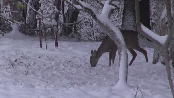 Roe deer in winter garden — Stock Video