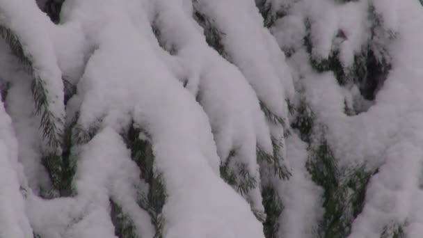 Fir tree tijdens de sneeuwstorm — Stockvideo