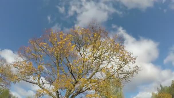 Drzewo klon z żółtych liści, upływ czasu 4k — Wideo stockowe
