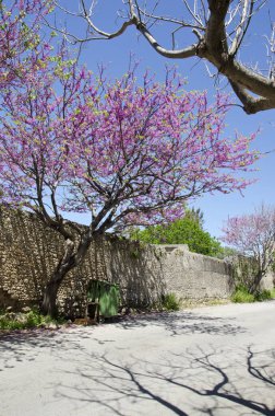  Çiçek açması güzel ağaç, Yunanistan ile Rodos sokak