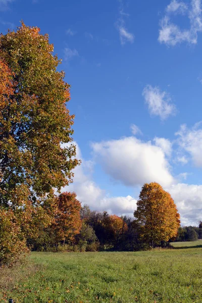 Nuvens sobre árvores de bordo amarelas no dia de outono — Fotografia de Stock