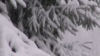  kar yağışı köknar ağacı üzerinde ile sabah manzara