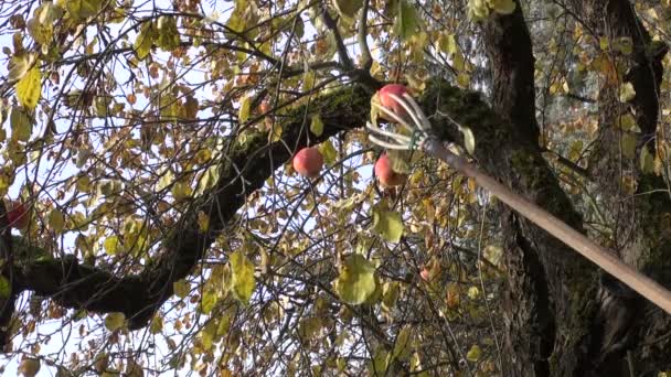 Tuinman met gereedschap plukken rijpe appel in de tuin — Stockvideo