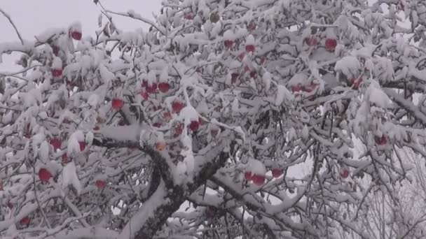 Early autumn snowstorm covered with snow apples on tree — Stock Video