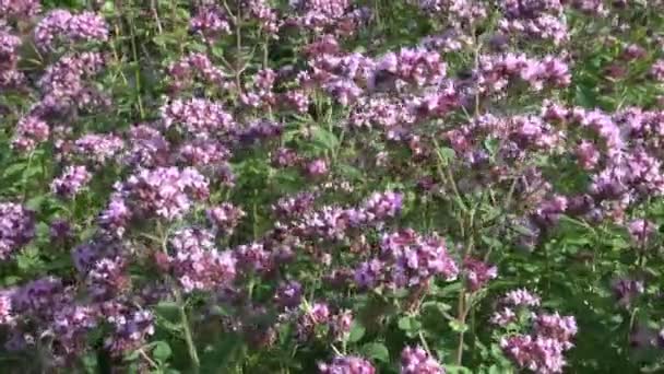  origan marjolaine sauvage fleurs médicales dans le vent 