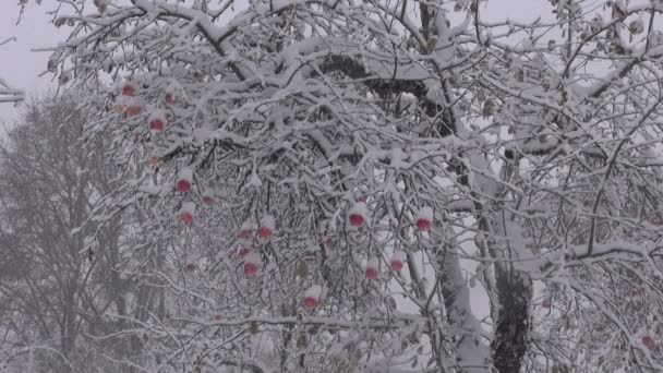 Октябрь снегопад в яблоневом саду — стоковое видео