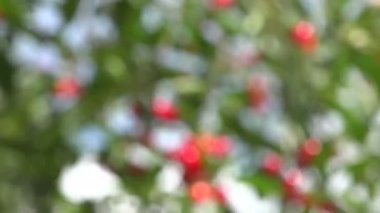 Yaz kiraz ağacı dalı kırmızı çilek, 4 K ile