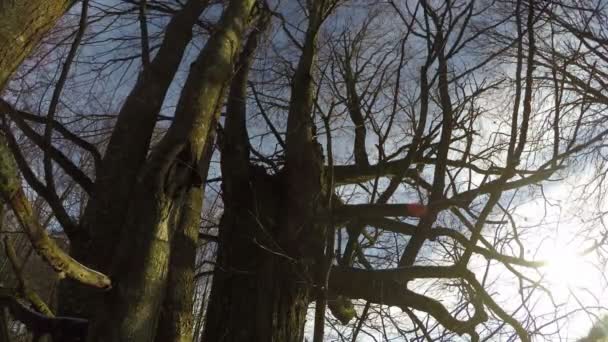 Μεγάλο δέντρο υποκατάστημα στο χειμερινό φως του ήλιου και του ανέμου, ώρα λήξη 4k — Αρχείο Βίντεο
