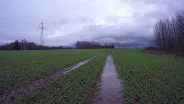 Feld mit jungen Weizen und Traktorspuren nach Herbstregen, Zeitraffer 4k — Stockvideo