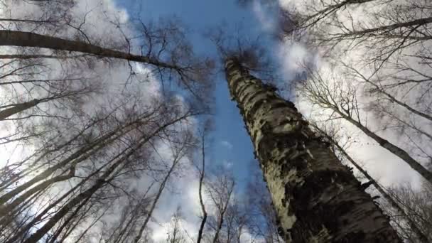 Martwe drzewa brzozowego w lesie, upływ czasu 4k — Wideo stockowe