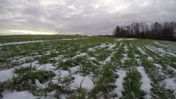 Pszenica ozima, snowy pole i wieczór chmury ruchu, upływ czasu 4k — Wideo stockowe