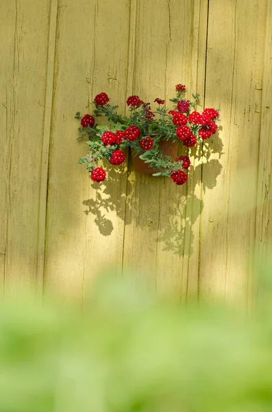 Flowerpot with flowers on old wooden barn wall — Stock Photo, Image