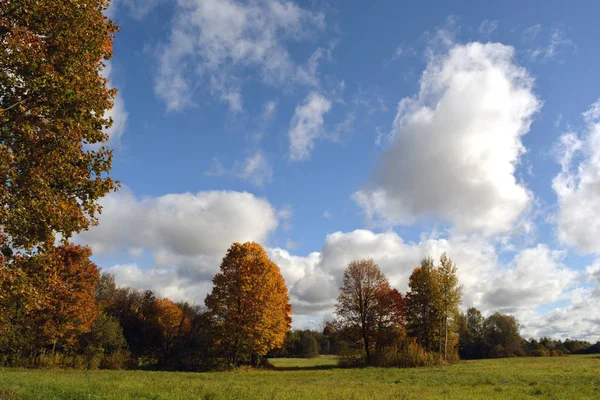 Paisagem de outono com árvores de bordo — Fotografia de Stock