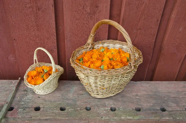 Dos cestas de mimbre llenas de flores medicinales caléndula —  Fotos de Stock