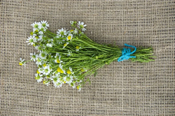 one medical chamomile flower bunch on linen cloth
