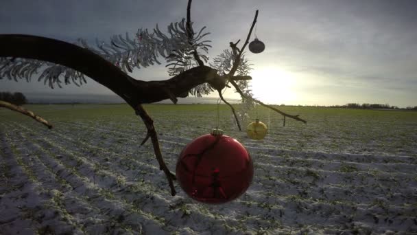 Ramo de árvore no campo de inverno com bugiganga de Natal e nascer do sol, 4K — Vídeo de Stock