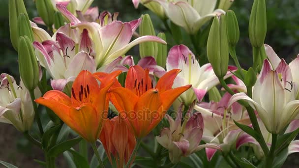 Flores de lirio de colores en el jardín de verano, 4K — Vídeo de stock