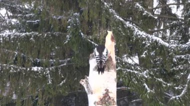 Küçük ağaçkakan kış bagaja huş ağacı üzerinde