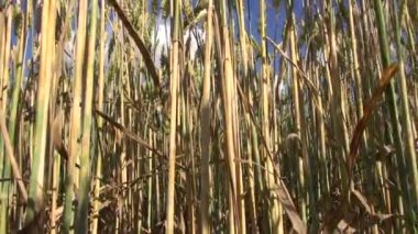 Yaz buğday bitkileri alanında olgunlaşma 