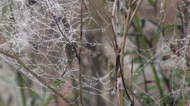 Çim ve sis alanında boş Hasat çiftlik spiderweb