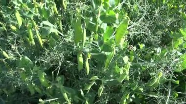 çiftlik alanında genç bezelye olgunlaşma