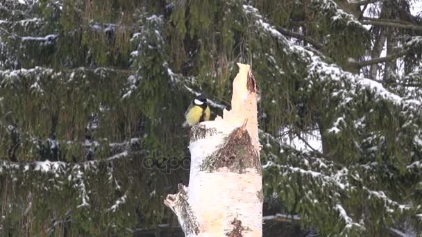 Sýkora koňadra na kmen stromu břízy v zimě — Stock video