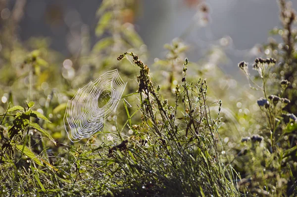 Desenfoque otoño hierba naturaleza fondo con tela de araña — Foto de Stock