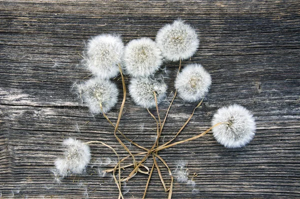 Dandelion clock bunch on old wooden background — Stock Photo, Image