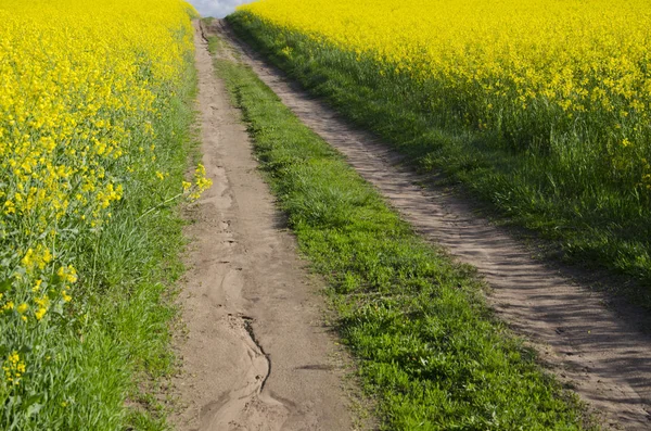 Kırsal yol ve çiçek açması kolza tohumu alanları — Stok fotoğraf
