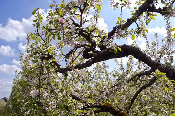 Blühender alter Apfelbaumzweig im Obstgarten — Stockfoto