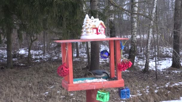 Alimentador de aves con decoraciones de Navidad año nuevo y aves — Vídeos de Stock