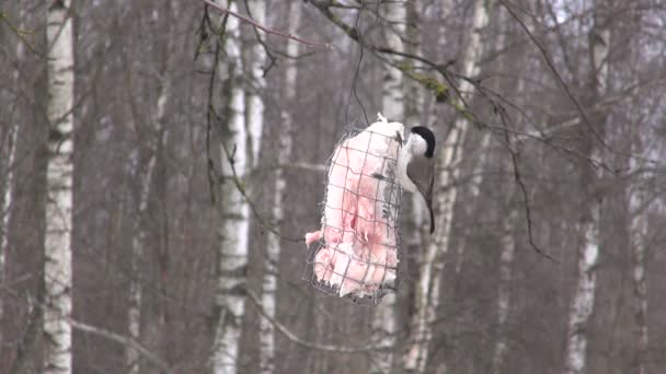 Mésange des marais Parus palustris mangeant du saindoux plat — Video