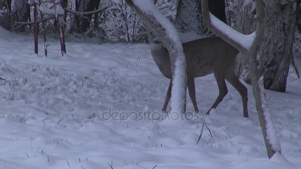 Veado de Roe em neve de inverno em jardim velho — Vídeo de Stock