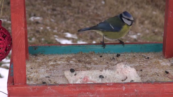 Mésange bleue en hiver mangeoire d'oiseaux — Video