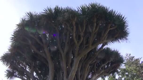 Dragon tree Dracaena draco in botanical garden, Tenerife, Spain — Stock Video