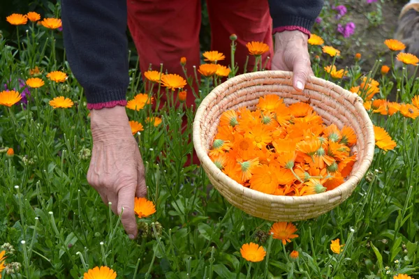 Eller üst düzey kadın tıbbi çiçekler taze kadife çiçeği calendula toplamak — Stok fotoğraf