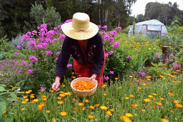 Senior woman gardener  wirh straw hat picking  marigold calendula flowers — Stock Photo, Image